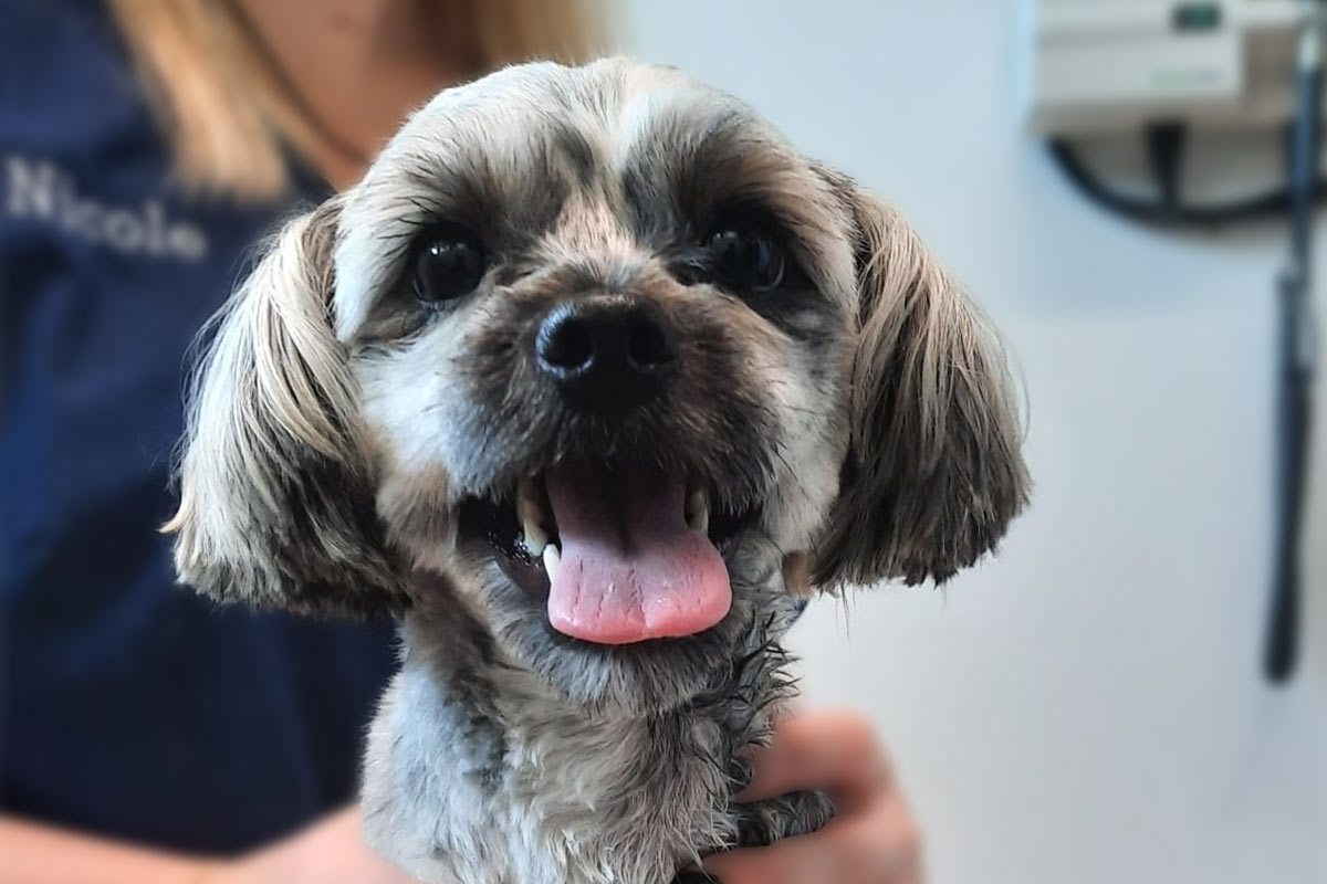 closeup of small happy dog sitting on an exam table