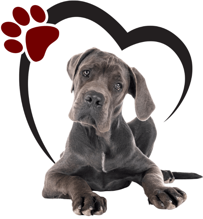 kitten sitting next to happy brown and white dog on transparent background