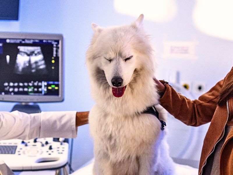 people petting a large white dog before an ultrasound