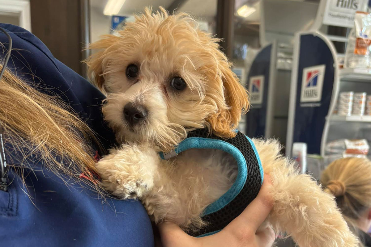a-furry-patients-health-check