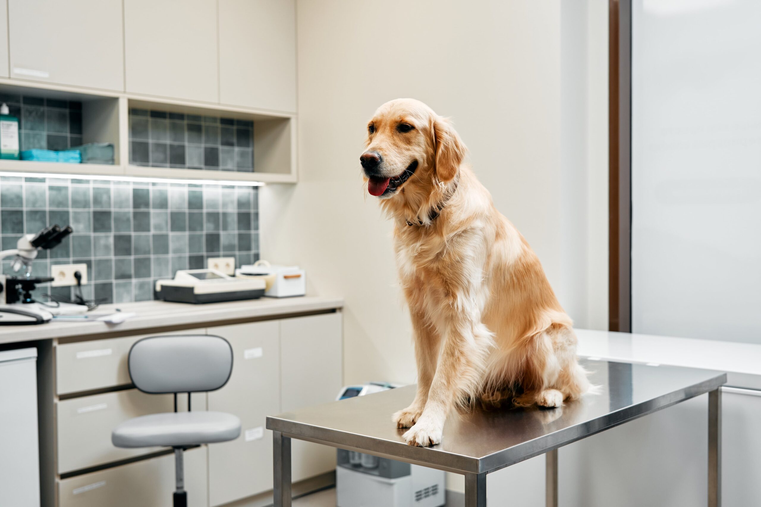 Pet Radiology