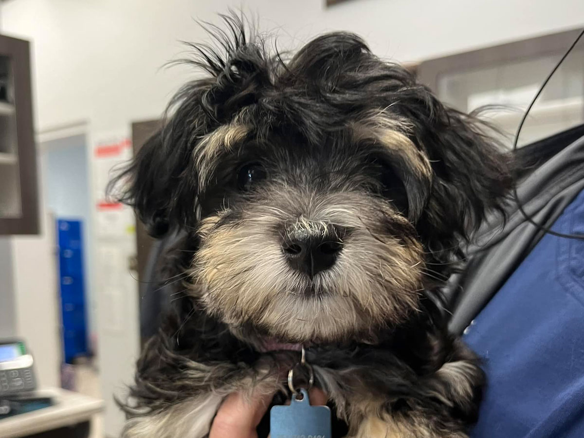 the-adorable-pup