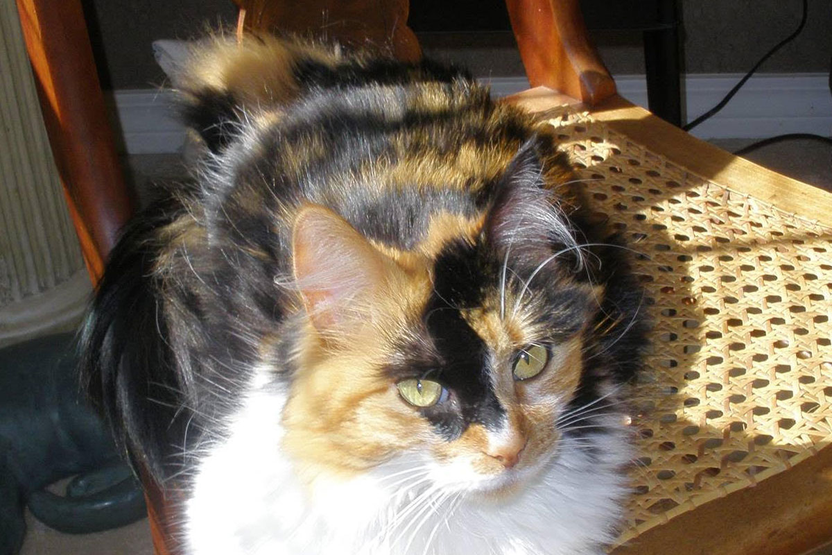 a-calico-cat's-cozy-retreat