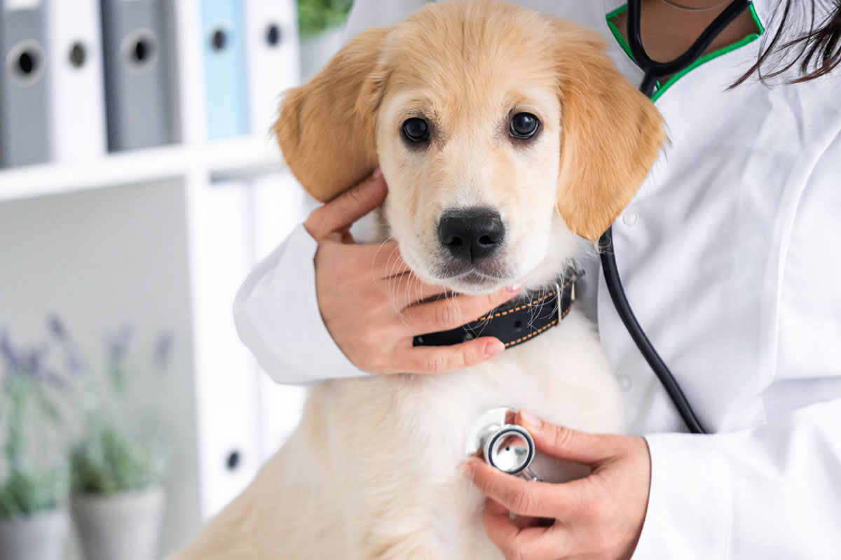 a-labrador's-vet-visit