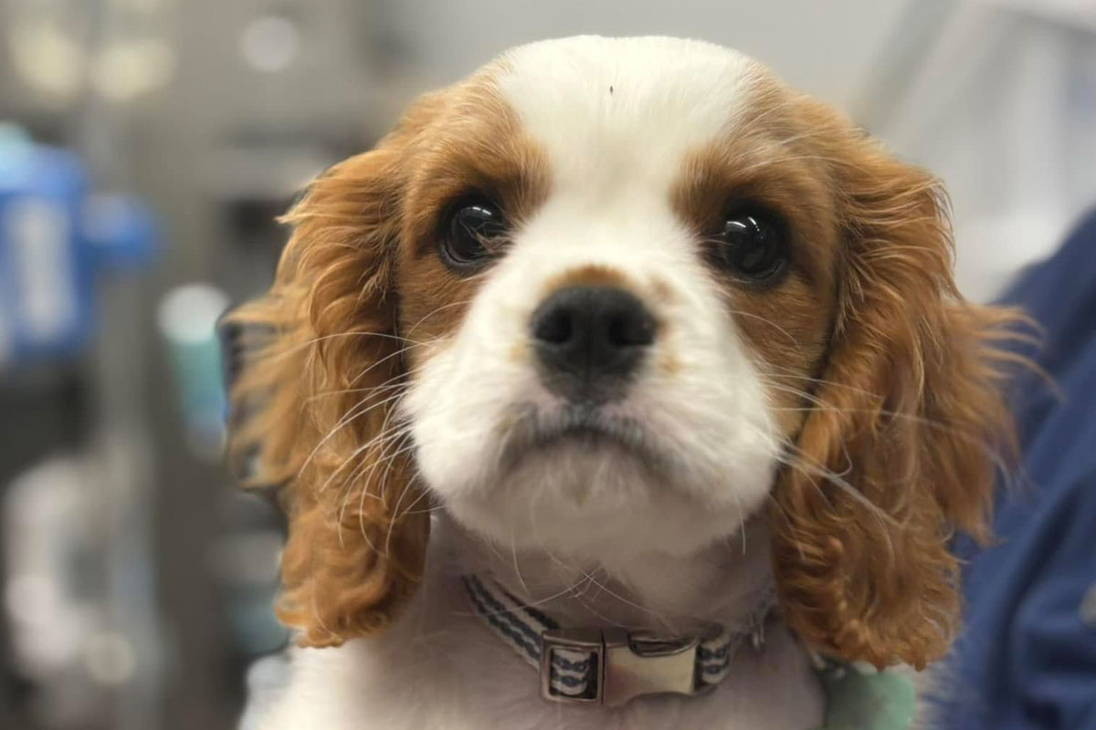 adorable-cavalier-king-charles-spaniel-pup