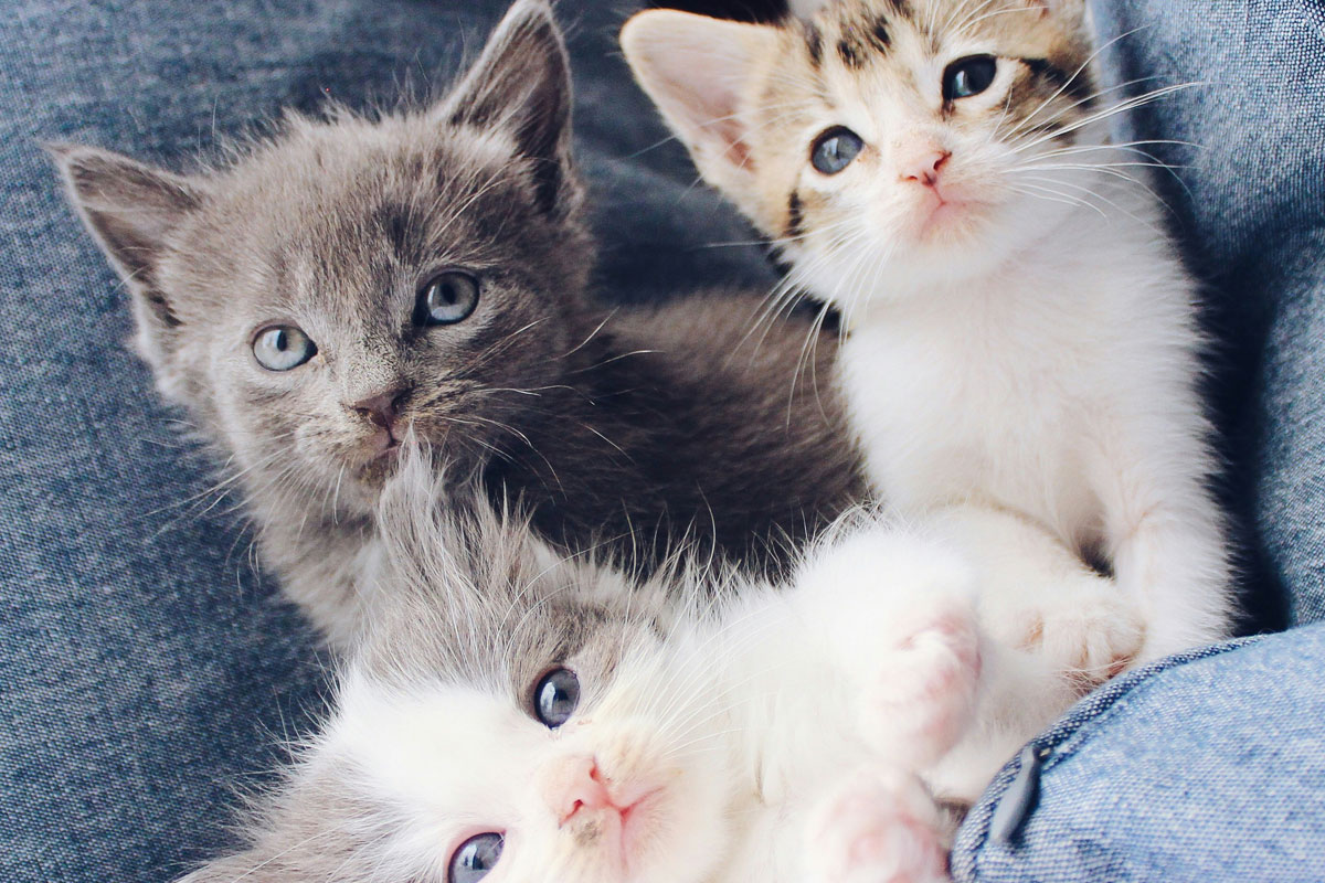 adorable-kittens-cuddling adorable-kittens-cuddling