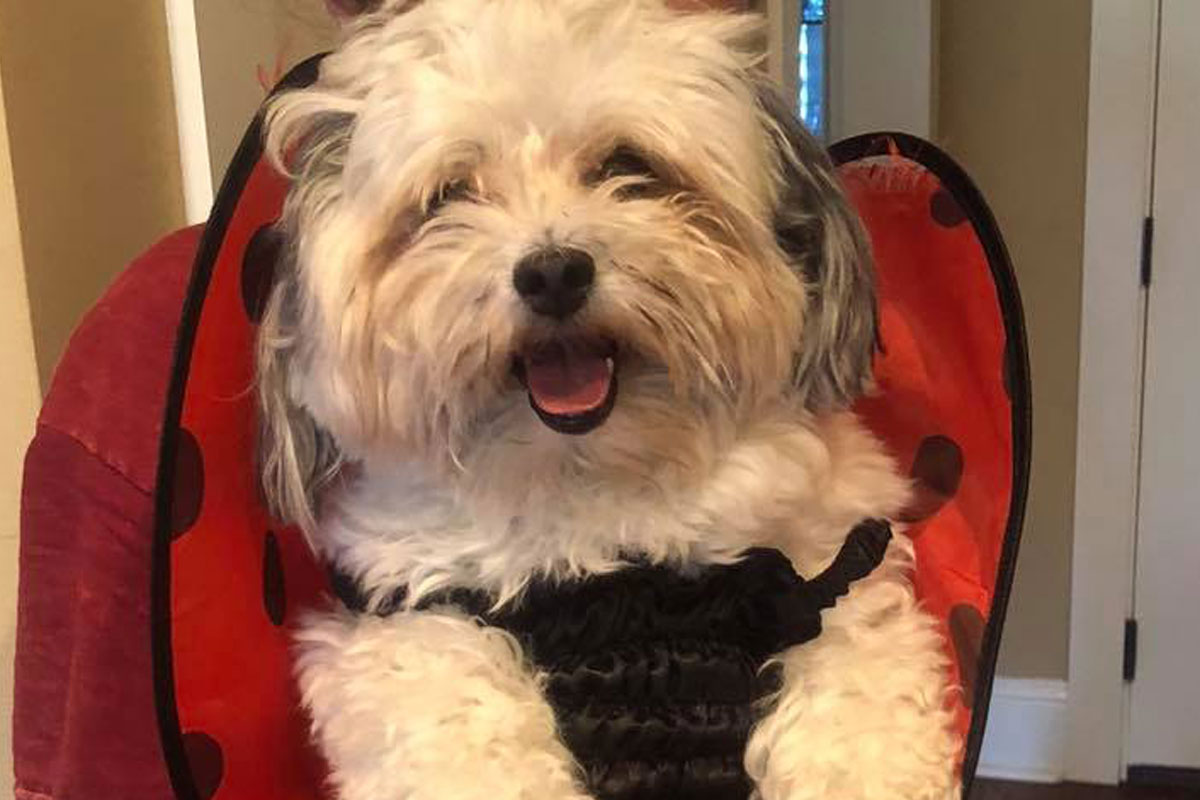adorable-pup-dressed-as-a-ladybug