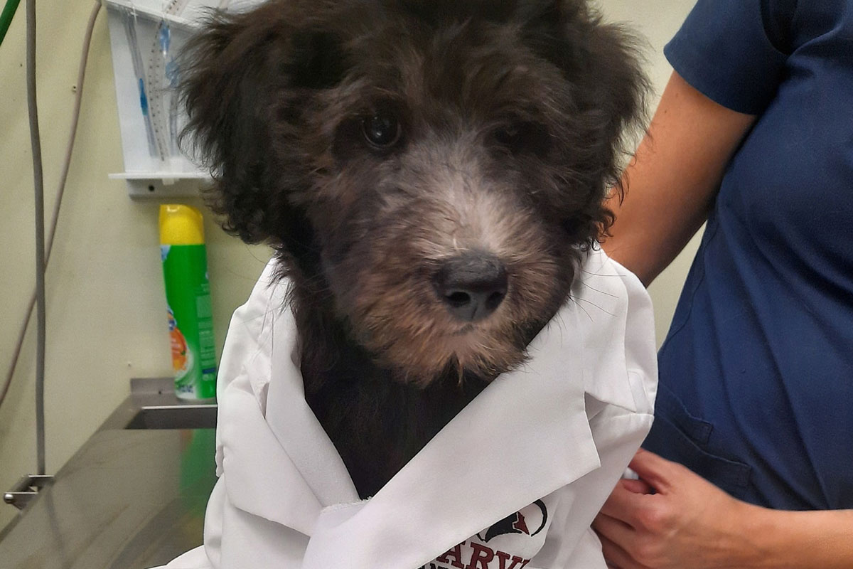 adorable puppy dressed as a veterinarian