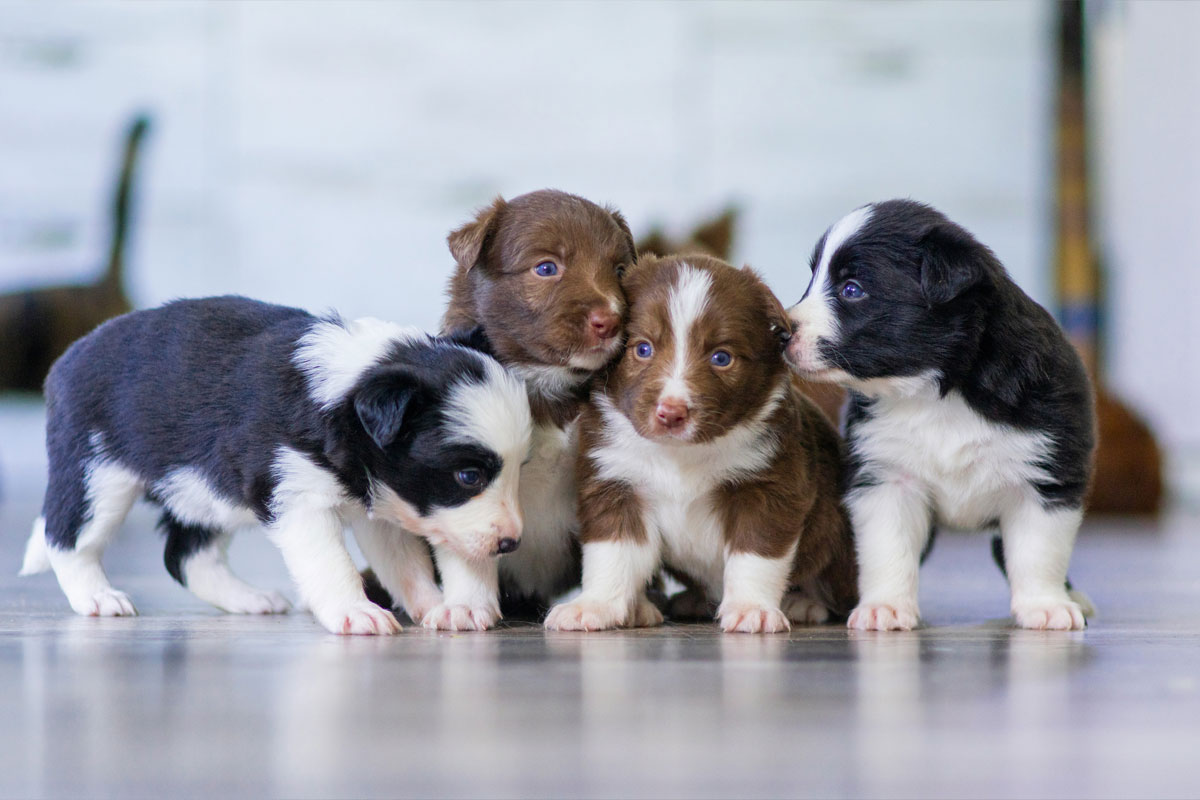 adorable-puppy-gathering