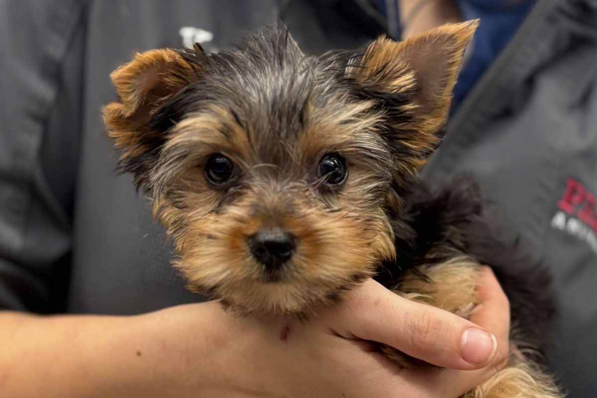 adorable-yorkie-in-loving-hands adorable-yorkie-in-loving-hands