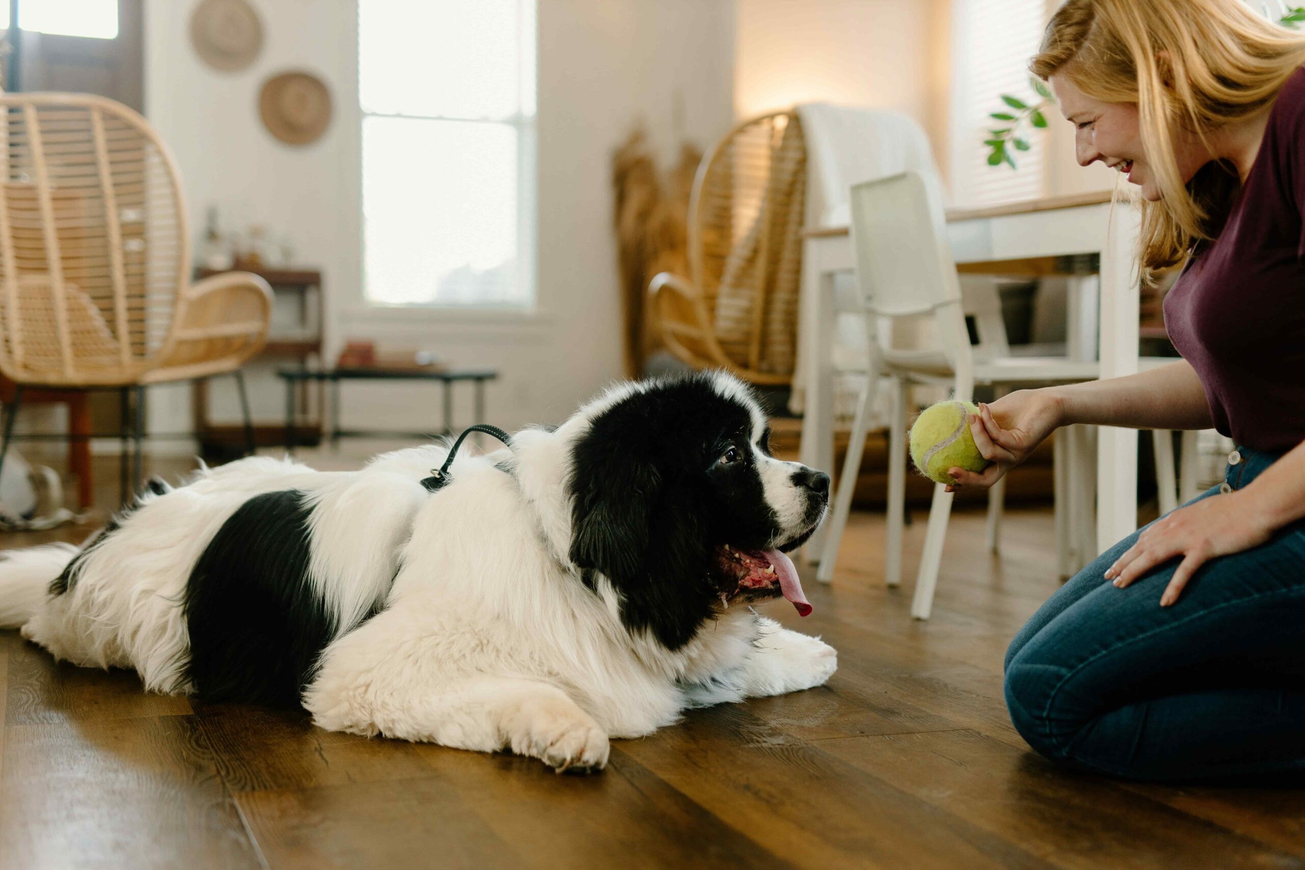 Playing dog