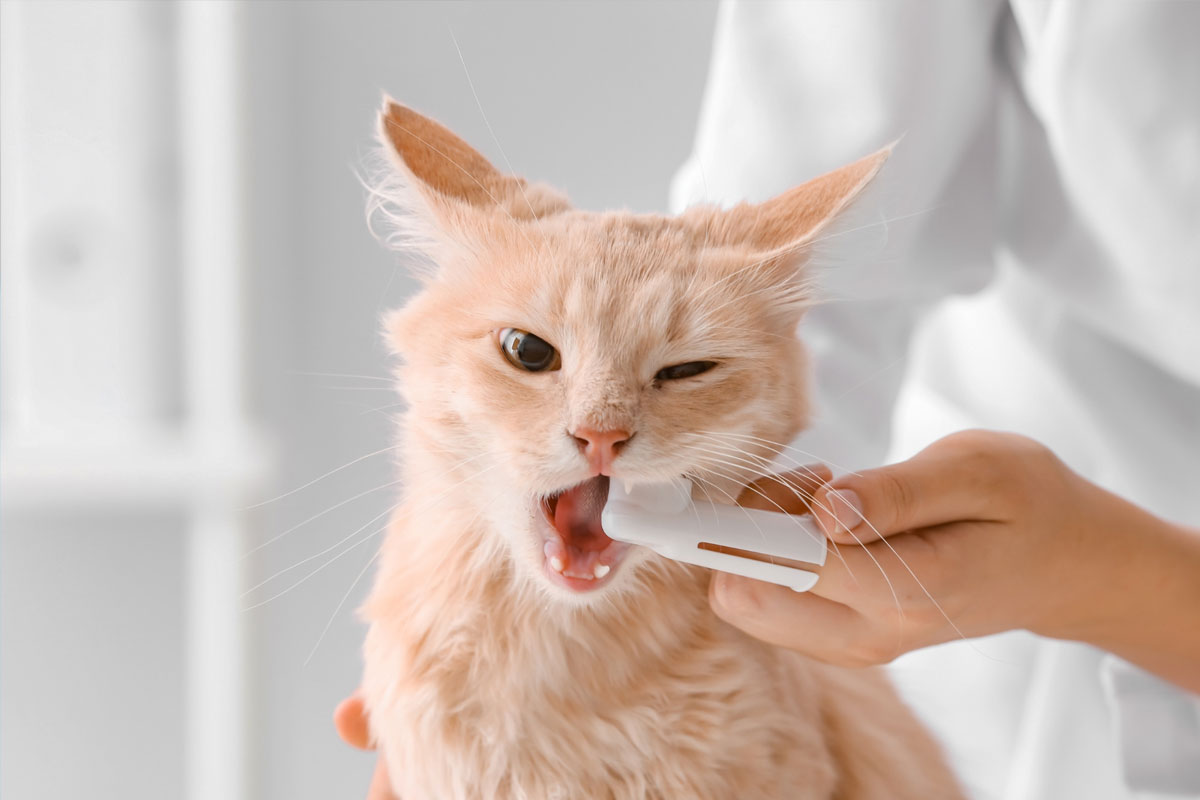 cat-dental-care