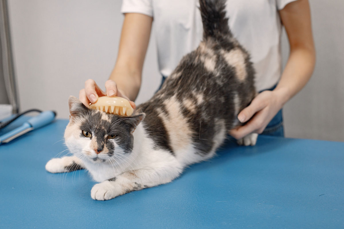cat-getting-comb-by-the-female-groomer