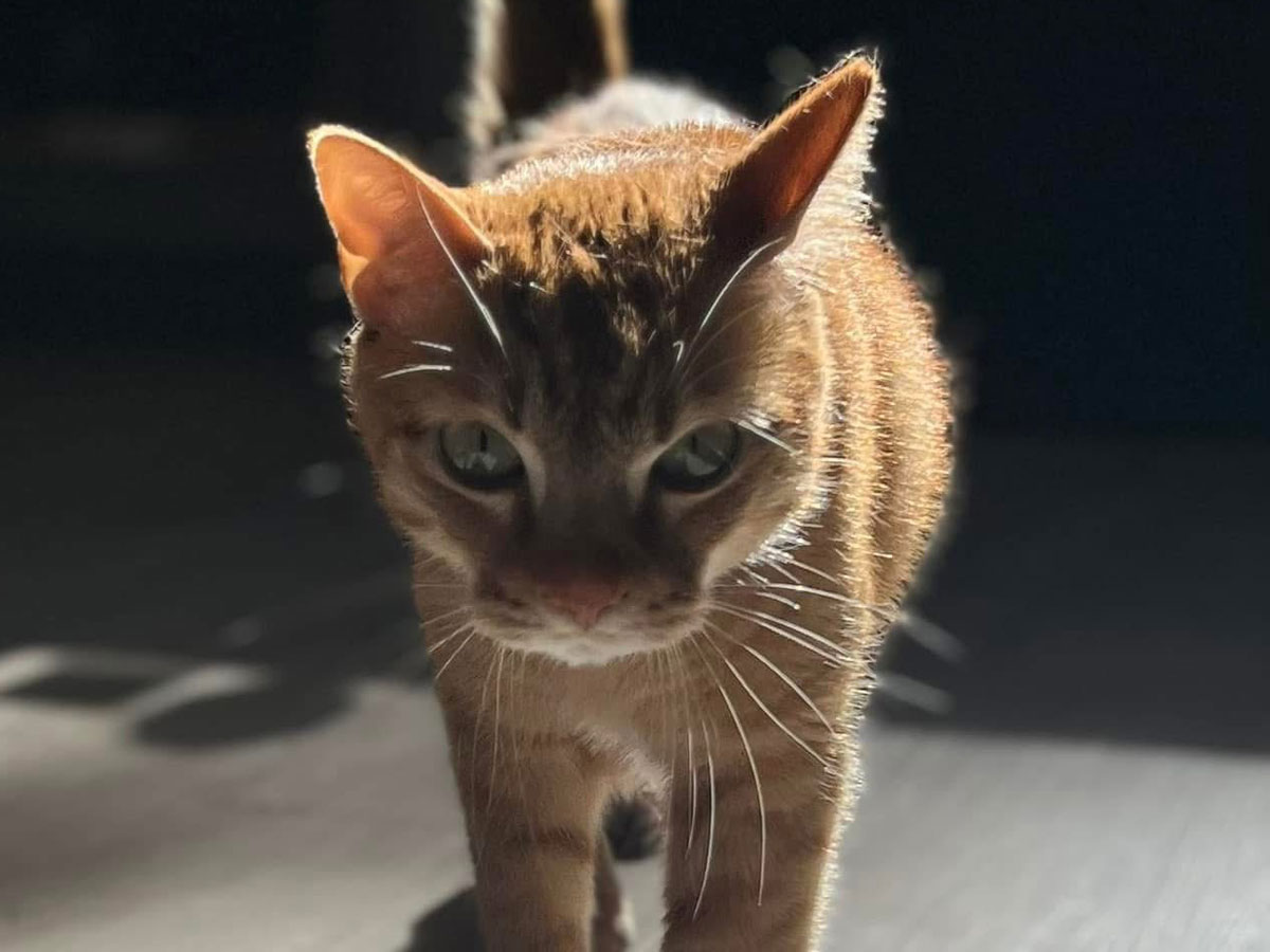 catdaddy-aka-cfo