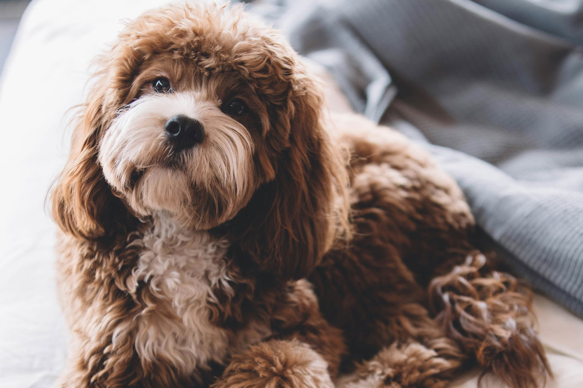 cozy-dog-on-bed