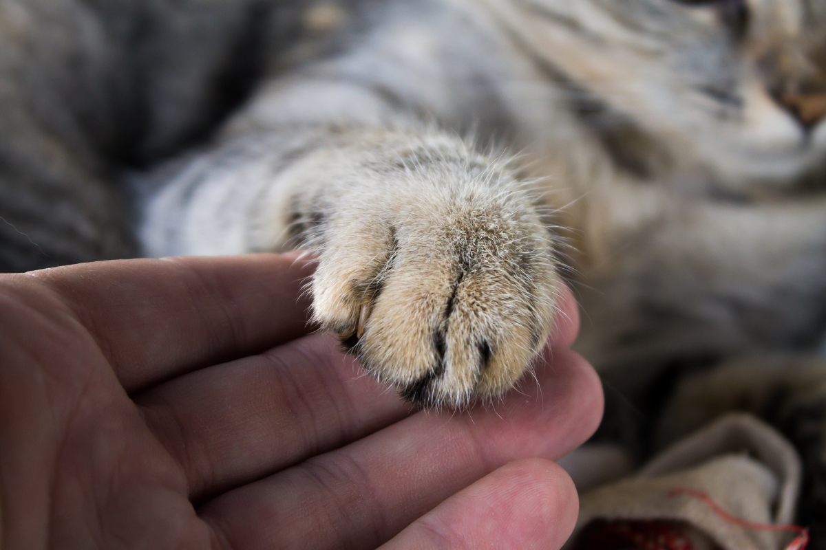 young-man-holding-a-white-cat-close-up