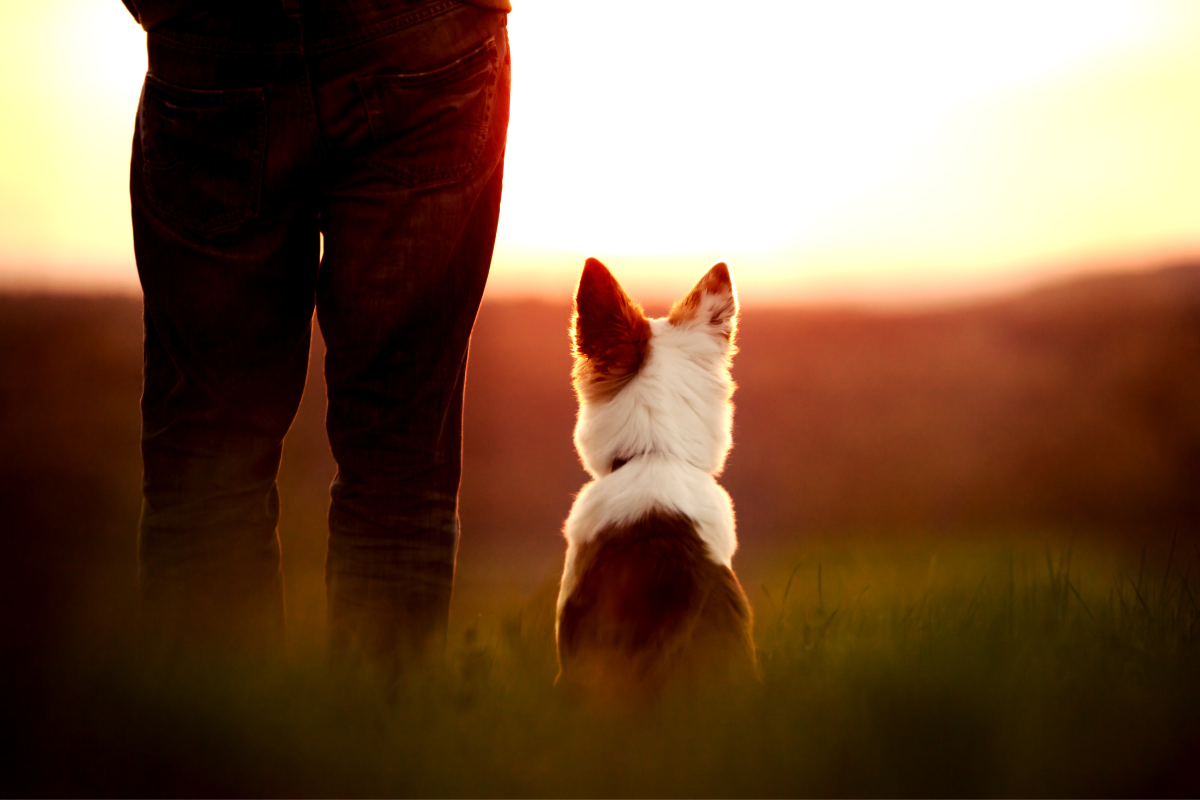dog and owner watching the sunset