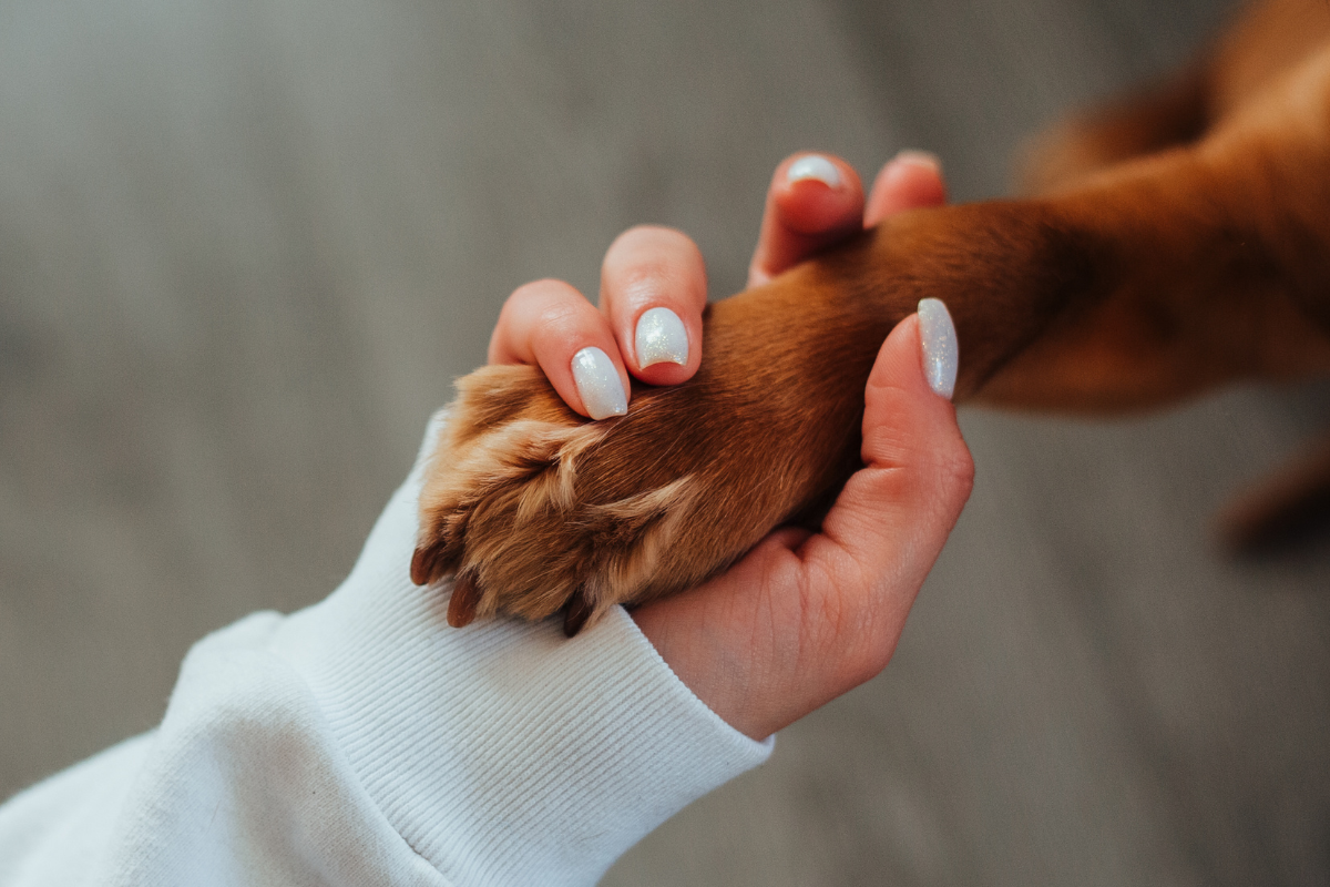 person holding a dogs paw