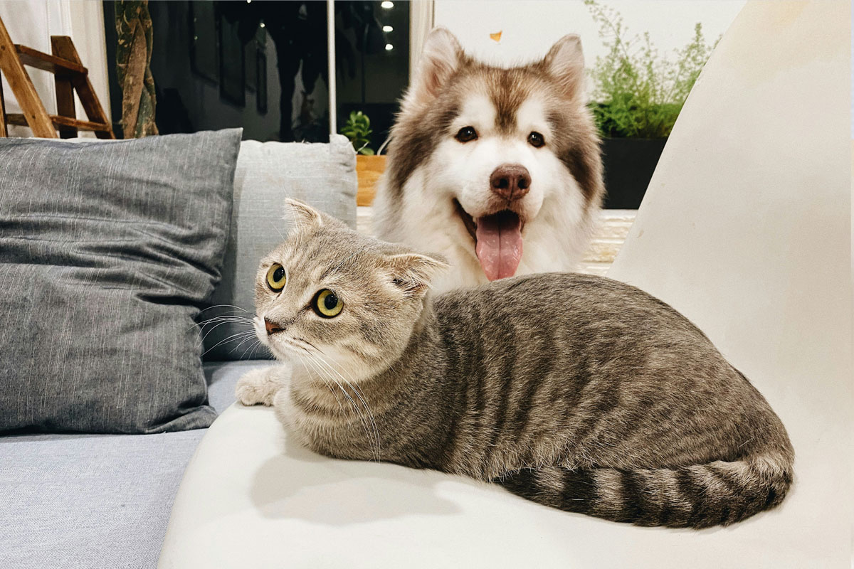 curious-cat-and-happy-husky