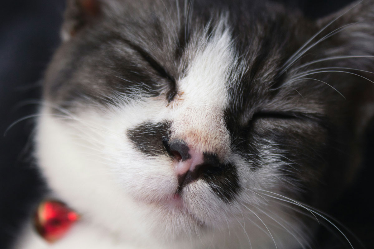 cute-kitten