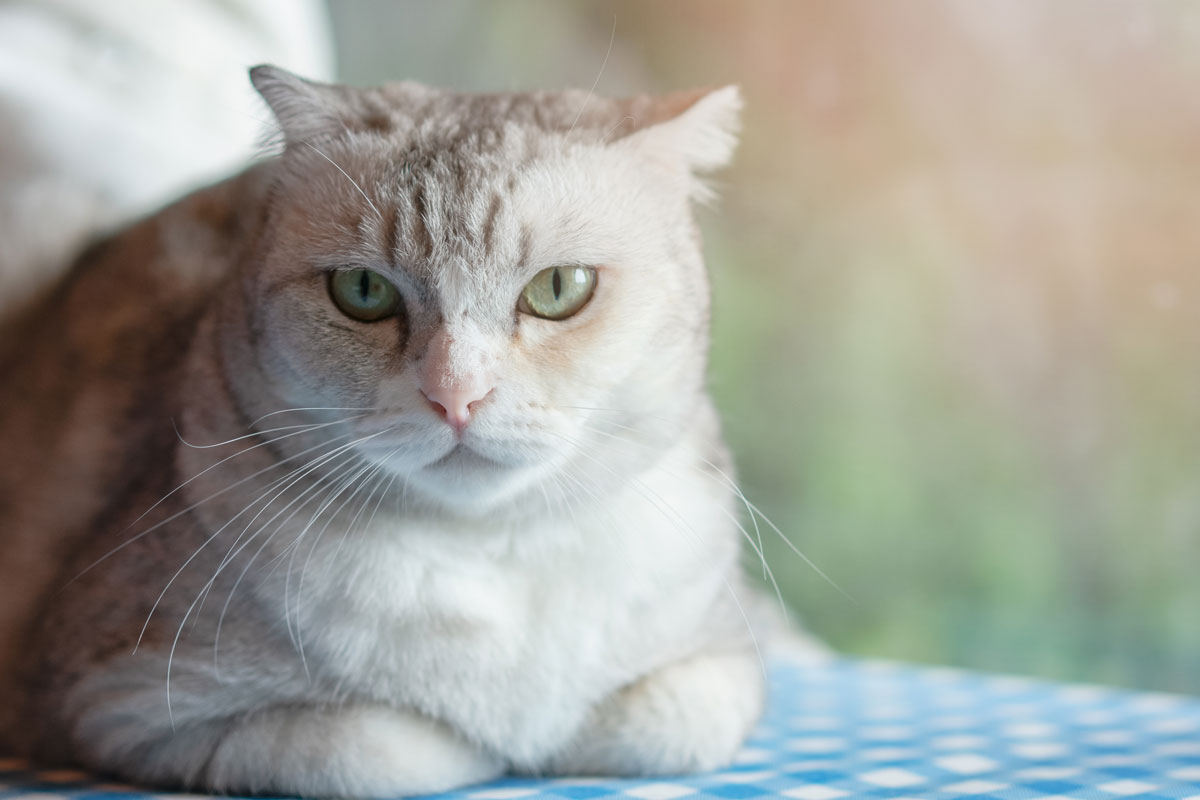 cute-kitty