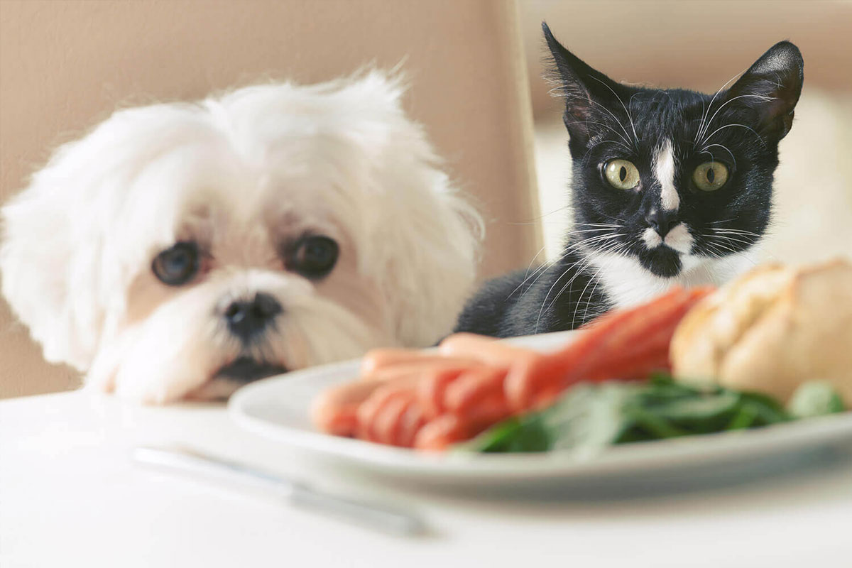 dinner-time-dilemma dinner-time-dilemma