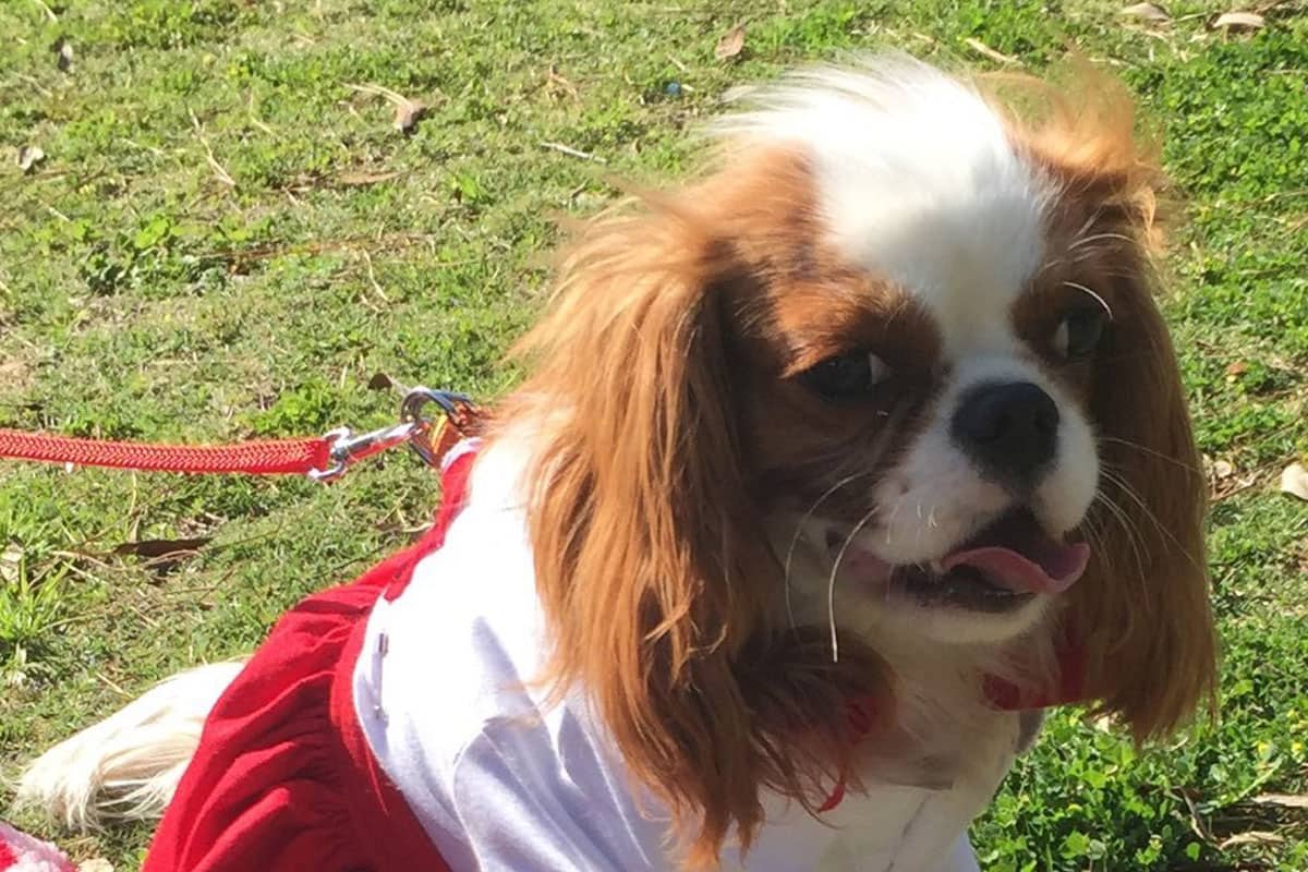 dog-wear-cute-dress