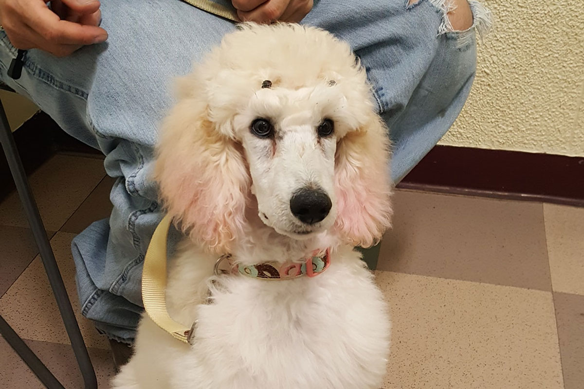 spa-day-for-a-golden-retriever