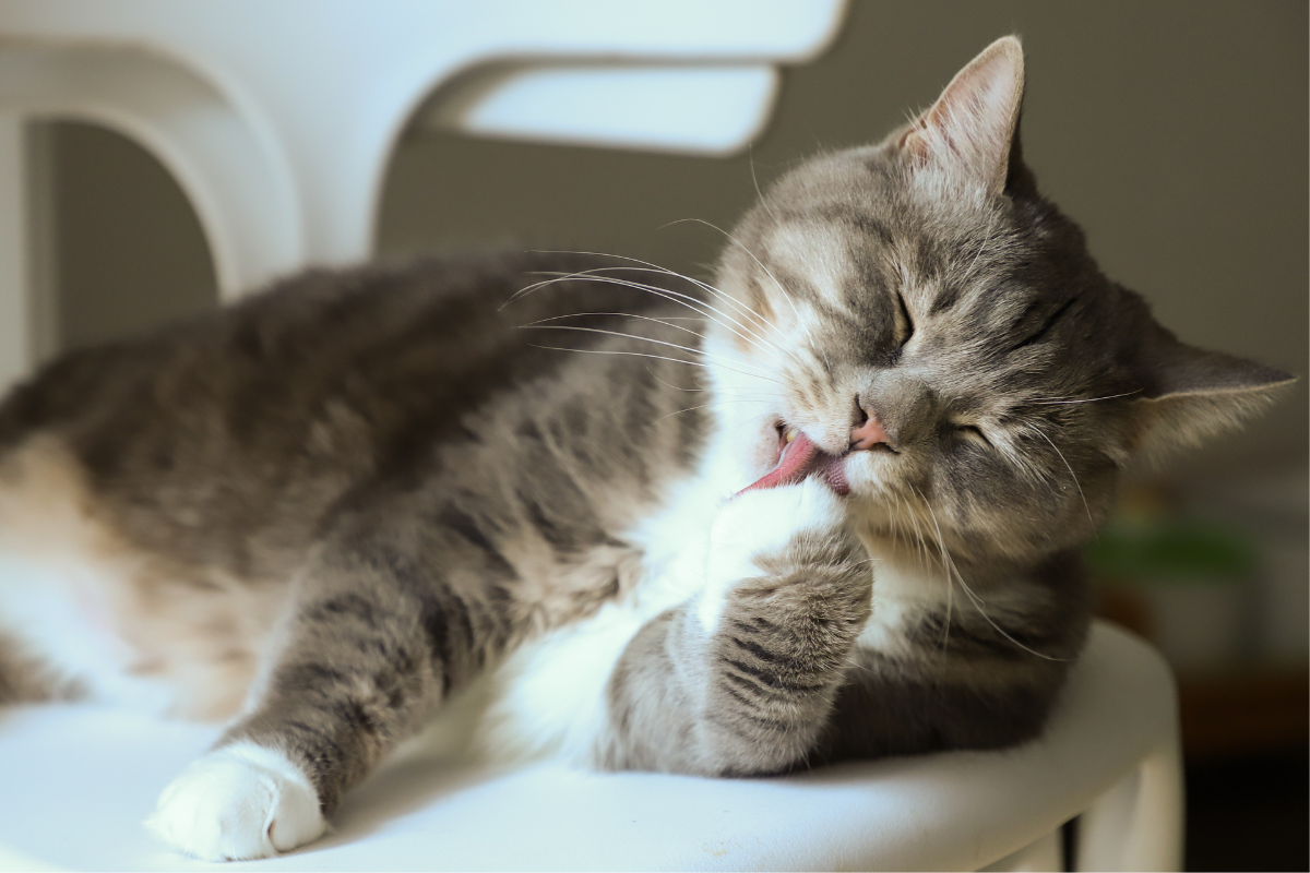 A-cat-is-lying-beside-window