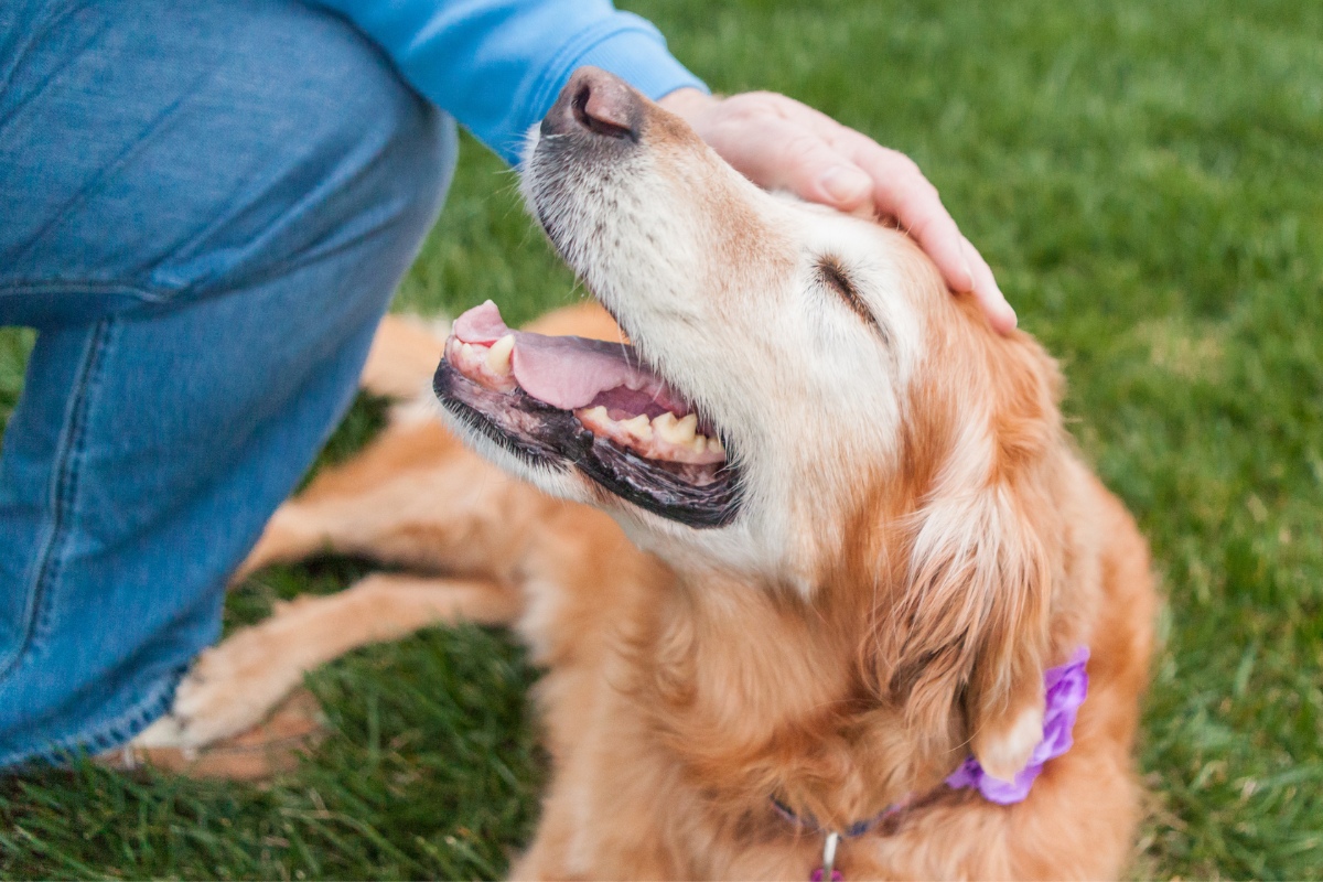 a-veterinarians-love-the-dog
