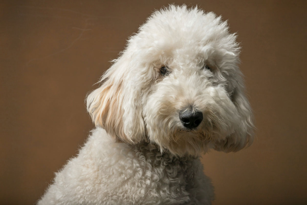 fluffy-white-dog