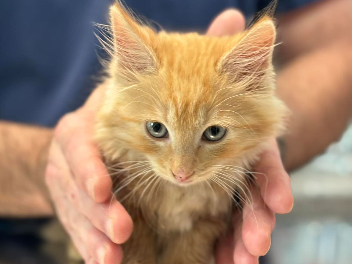 gentle-hands,-brave-kitten