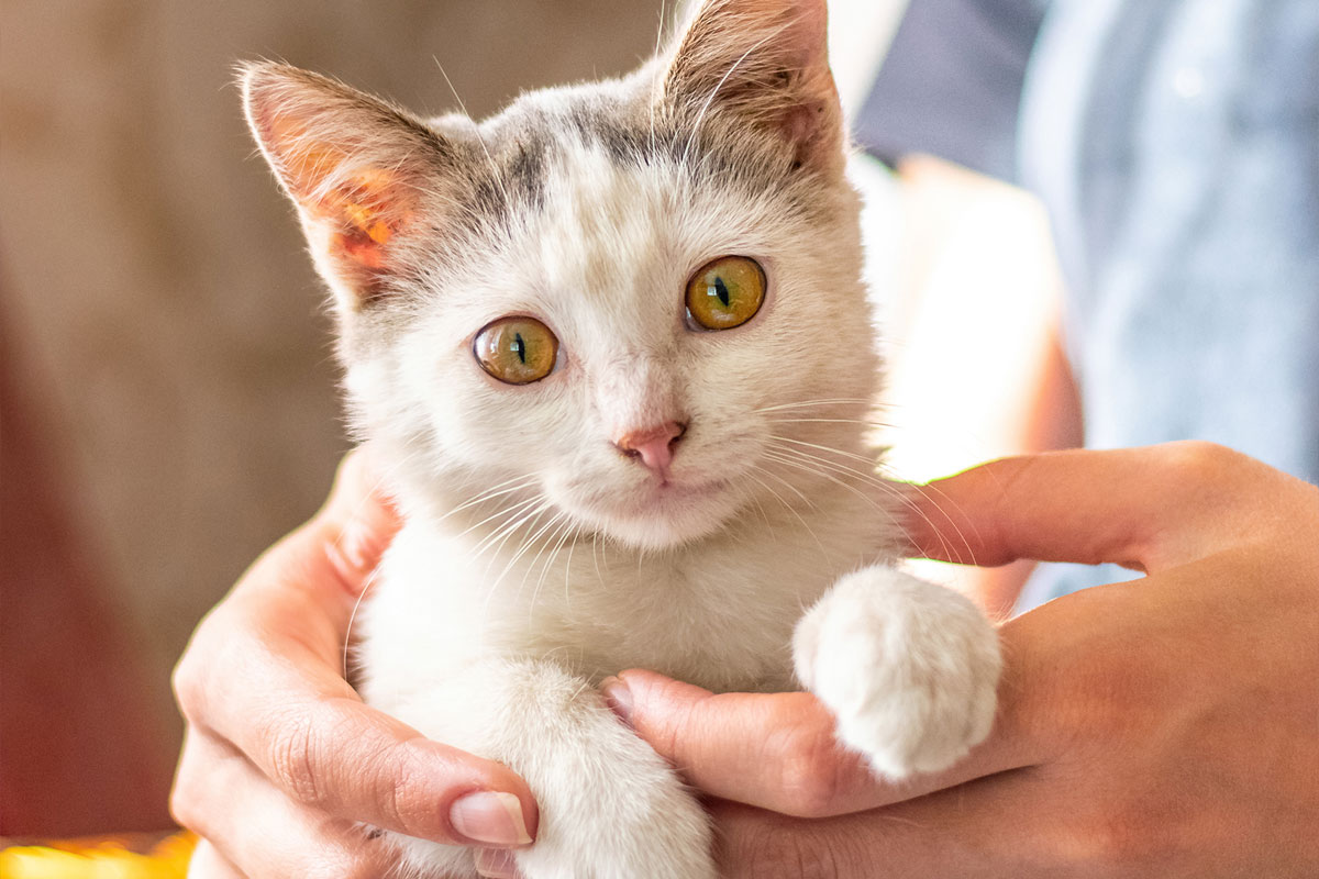 girl-holding-white-cat-her-arms