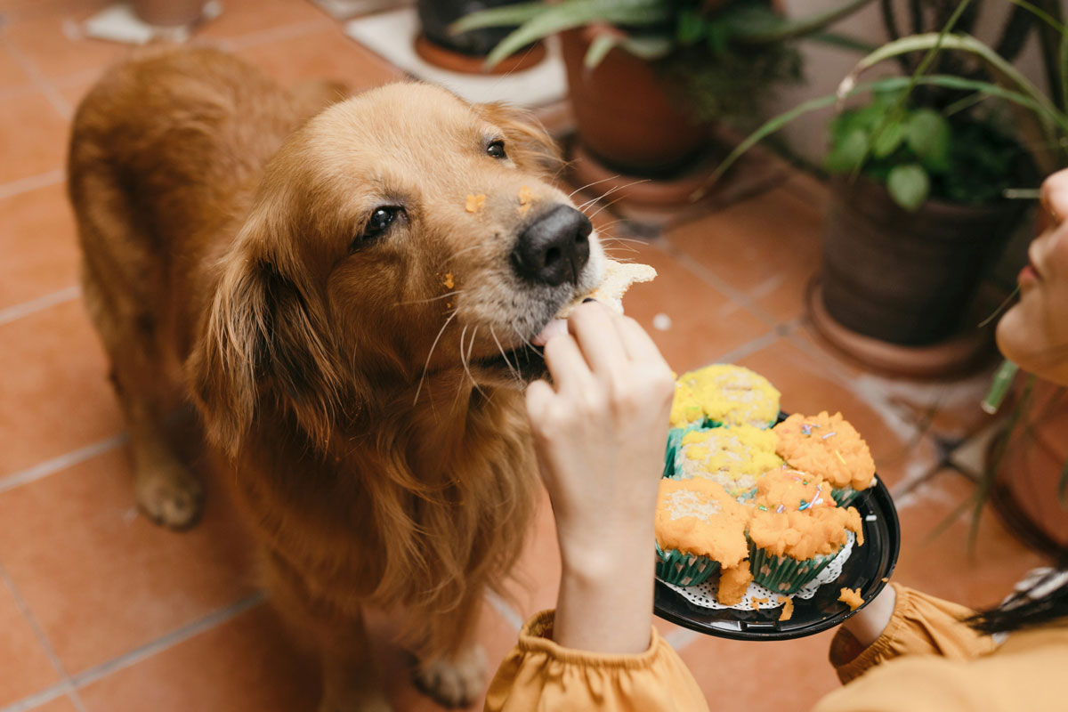 golden-retriever-enjoying-a-treat-with-cupcakes golden-retriever-enjoying-a-treat-with-cupcakes
