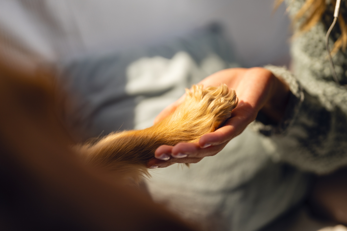 happy-paw-friend
