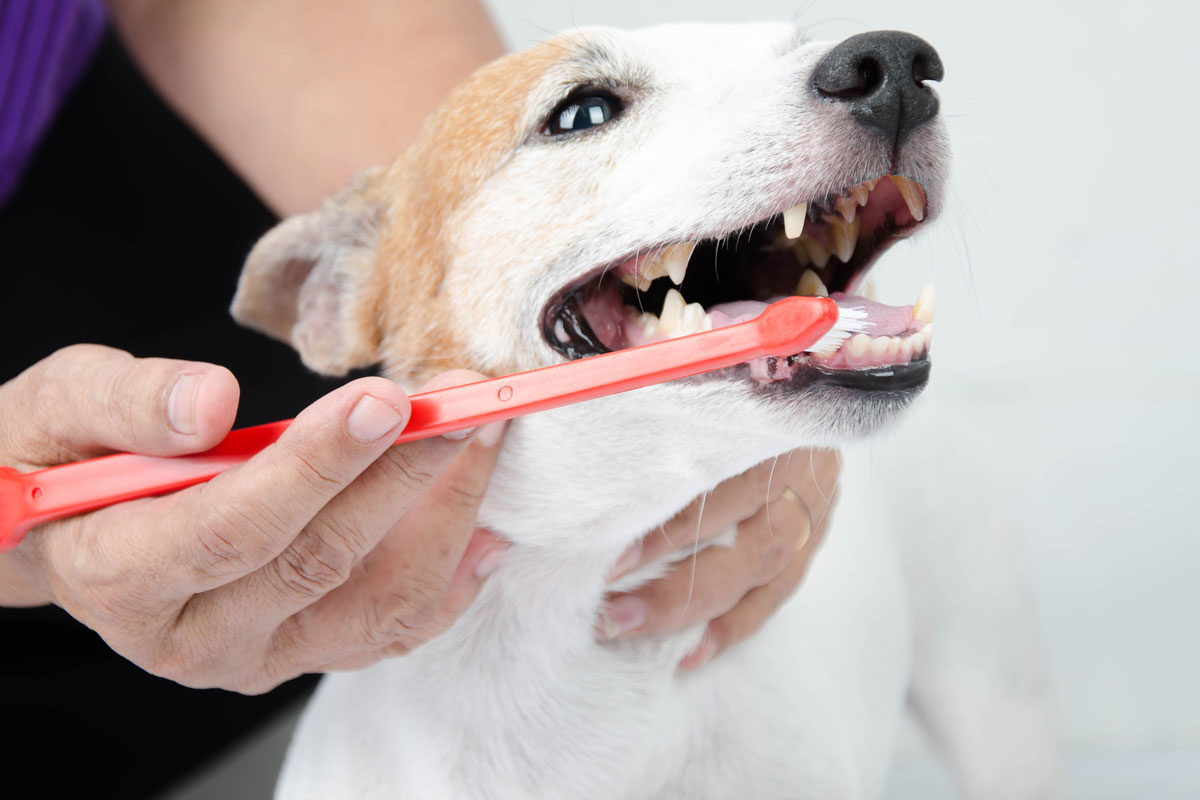 hand-brushing-dog