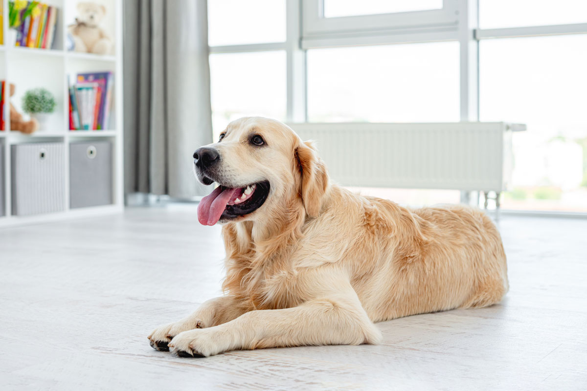 happy-golden-retriever-relaxing-indoors