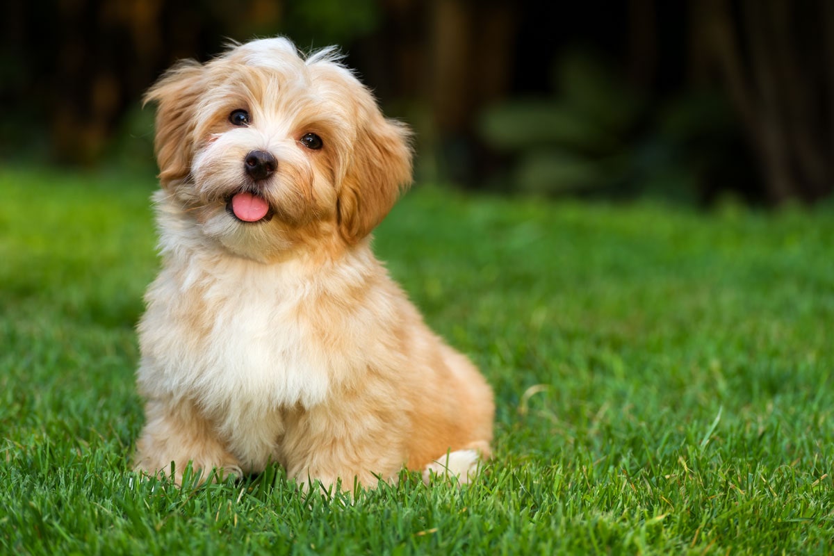 happy-little-orange-havanese-puppy-dog-is-sitting-in-the-grass