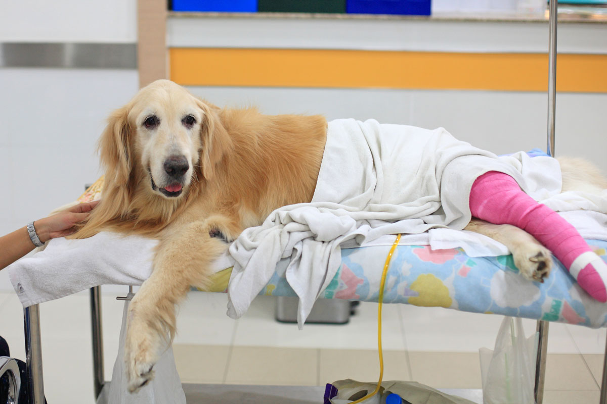 injured-golden-retriever-with-pink-bandage