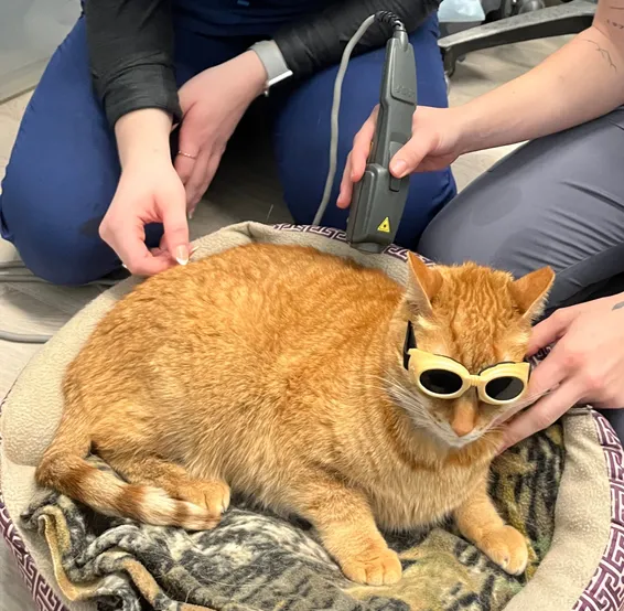 orange cat receiving laser therapy