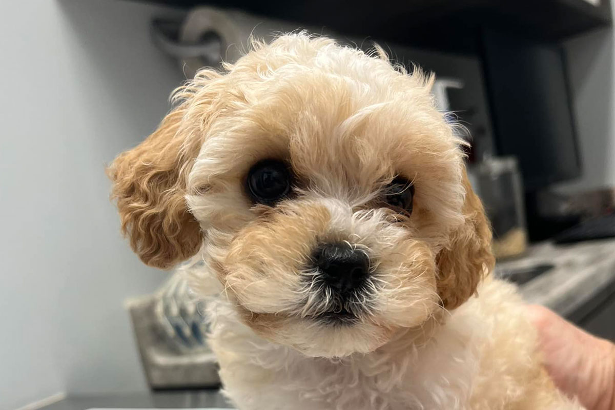 little-miss-bella