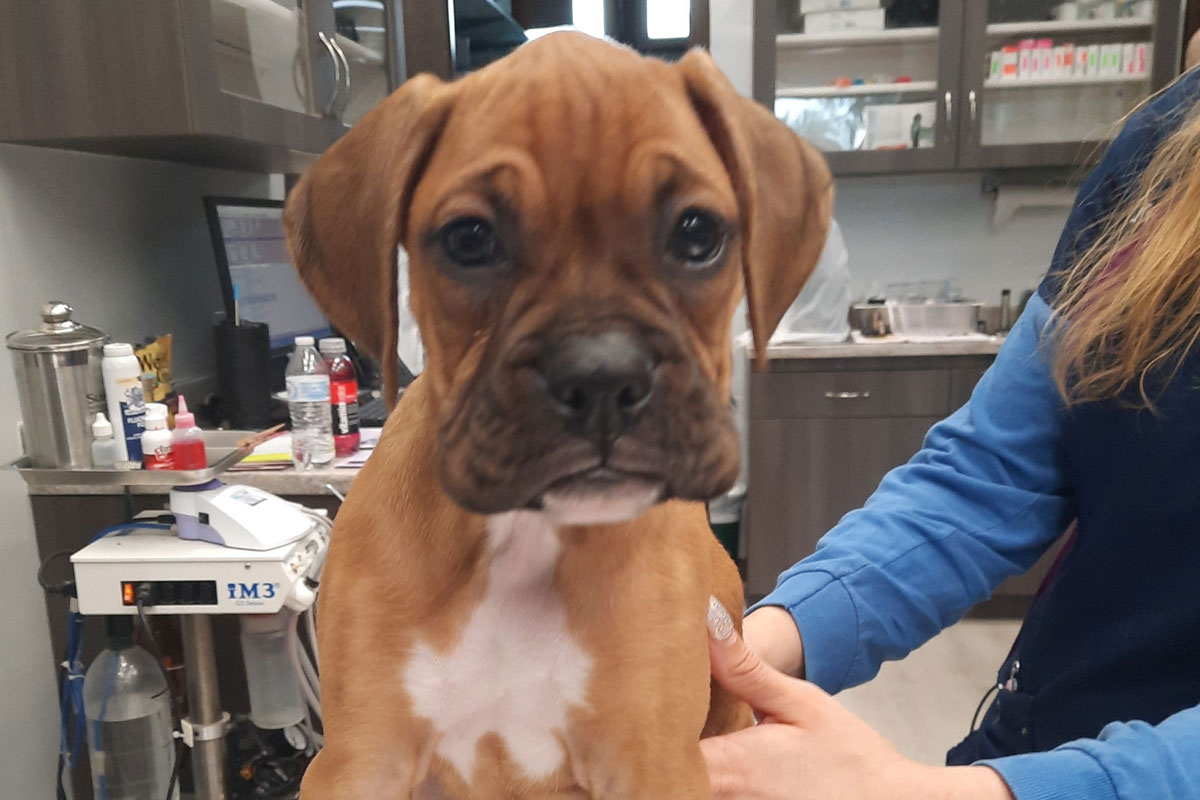 meet-willow
