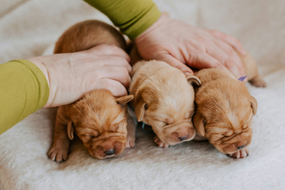 newborn-puppies-snuggled-together