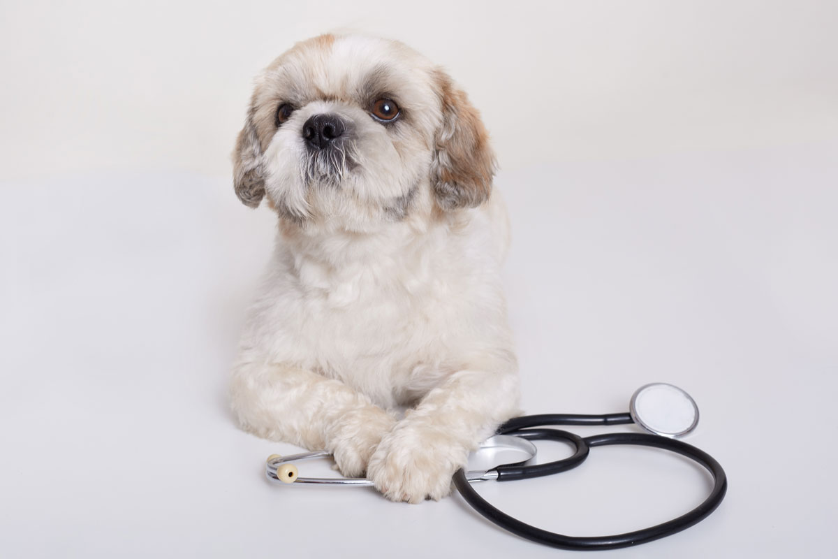 woman-and-her-adorable-dog