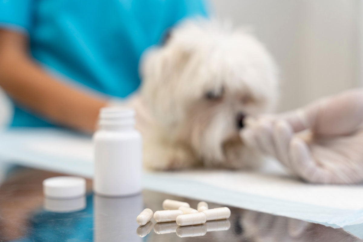 pet-take-medicine