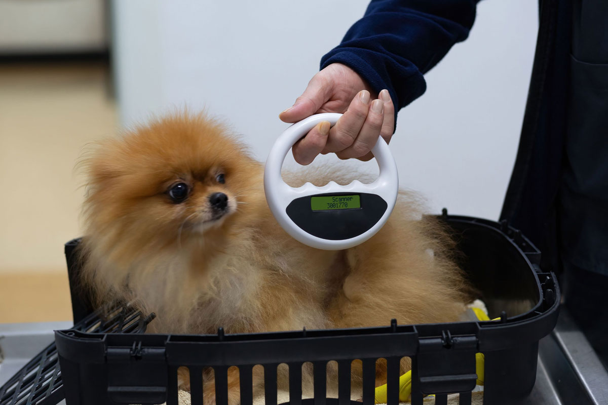pet-microchipping