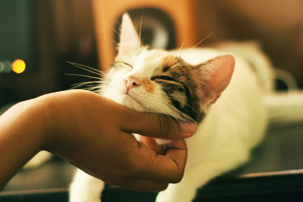 pet-radiolody