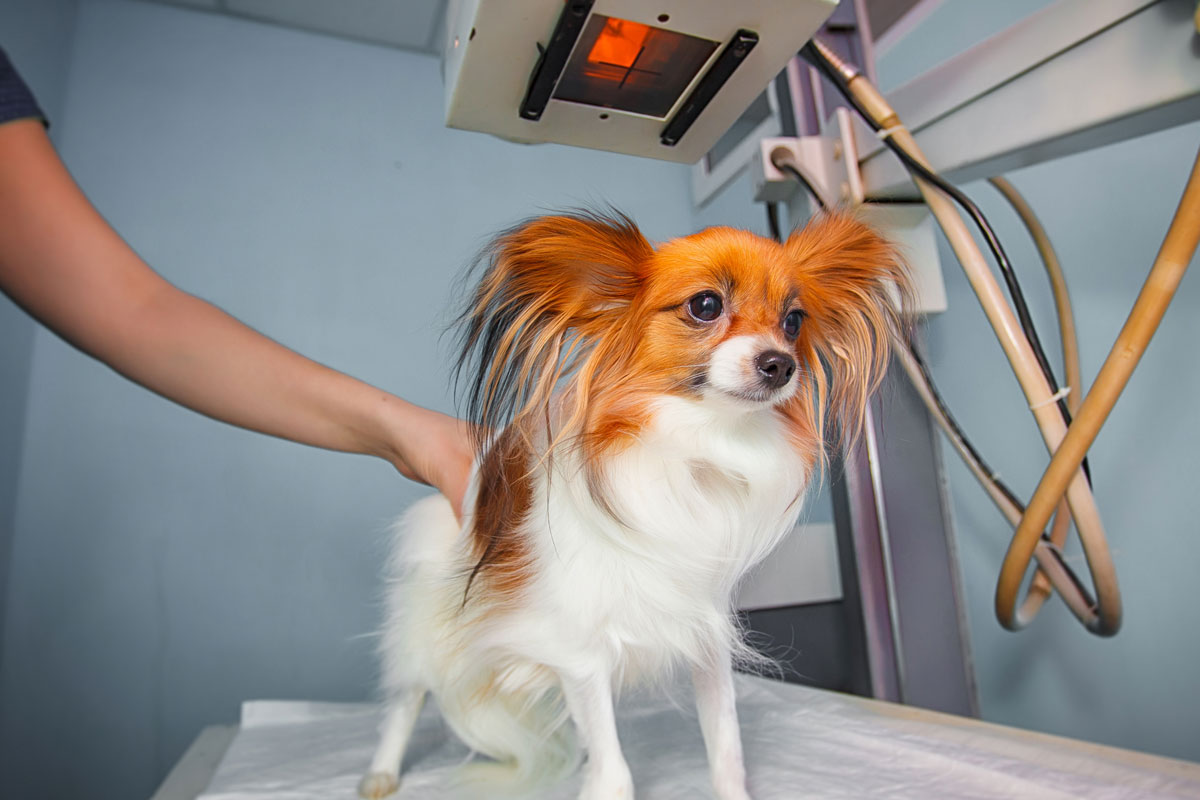 pet-radiology
