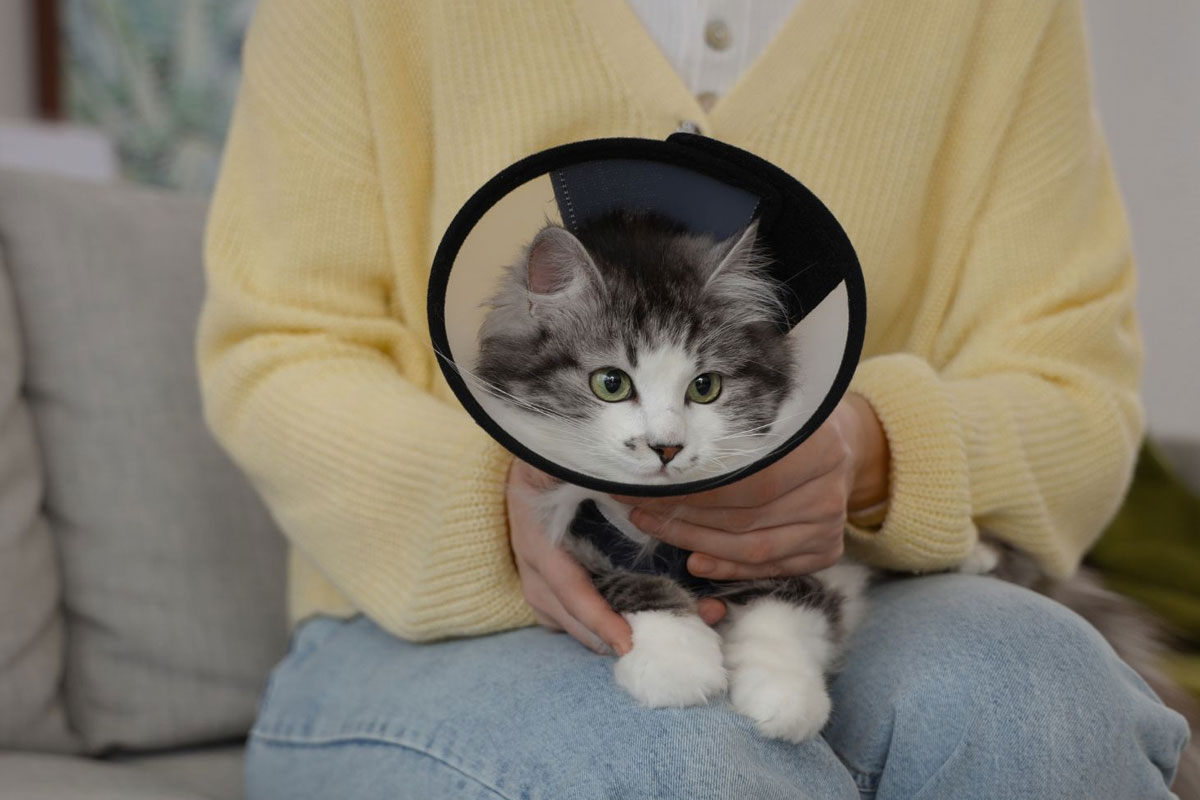 pet-spay-neuter