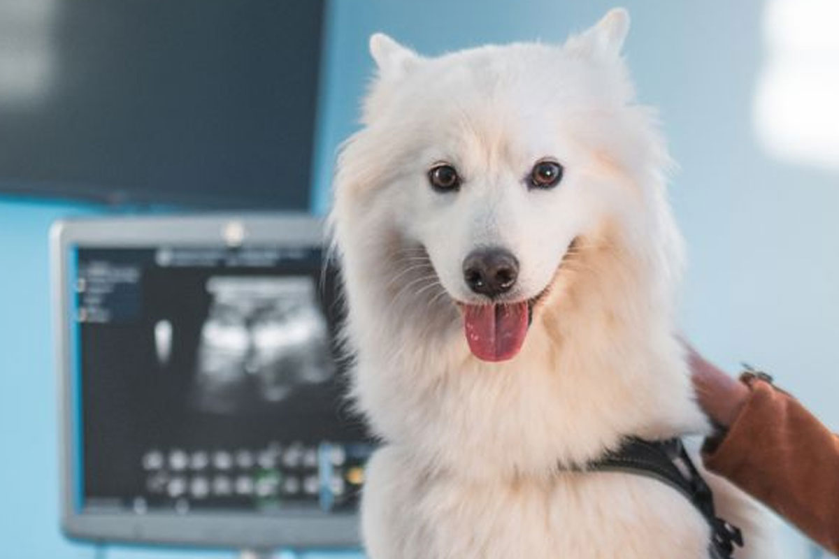 pet-ultrasound